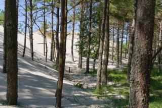 Wald hinter dem Strandwall