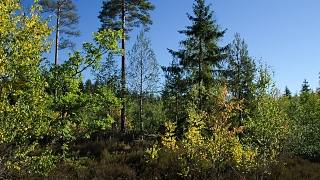 Schwedischer Wald